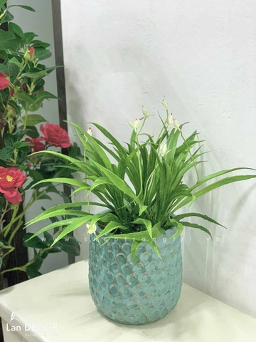 Chậu lan trắng để bàn LanDecor  - CC456