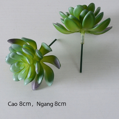 Cành sen  đá decor Trang trí nhà cửa, chậu cây  -   Sen đá 19