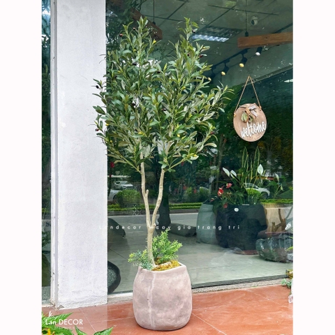 Cây Olive Giả- Cây Oliu Giả Decor Cửa Hiệu Đẹp Tự Nhiên (150cm)- CC1367