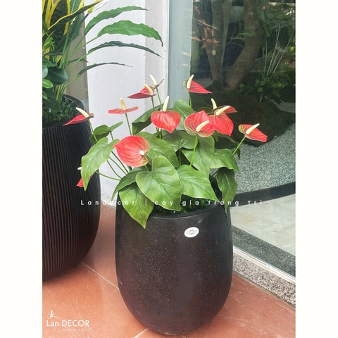 Cây Giả Tiểu Cảnh - Chậu Cây Hồng Môn Giả Decor Không Gian Độc Đáo (70cm)- CC1343
