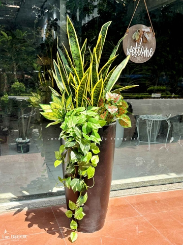 Cây Giả Decor - Chậu Cây Lưỡi Hổ Giả Decor Không Gian Ấn Tượng (140cm)- CC1488