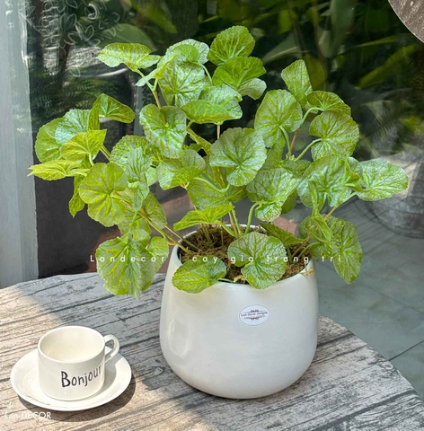 Cây Giả Để Bàn - Bụi Sen Cạn Xanh Giả Decor Bàn Làm Việc (40cm)- CC1500