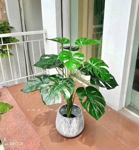 Cây lá rùa trang trí nhà đẹp hiện đại 90cm - LC2475-1