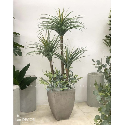 Chậu cây phát tài núi mix tiểu cảnh trang trí nội thất (170cm) LC3159-1 mix