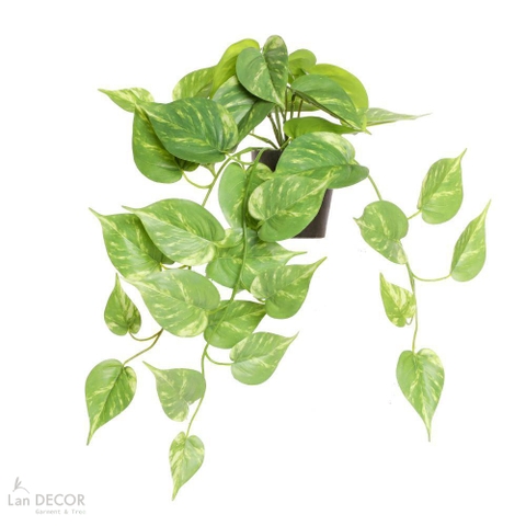 Cành Lá Giả Decor- Cành Vạn Niên Thanh Rủ Giá Trang Trí Tiểu Cảnh  (50cm)- HC1419