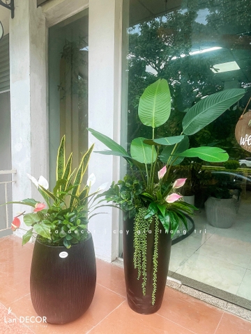 Cây Giả - Chậu Cây Chuối Rẻ Quạt Trang Trí Không Gian Phong Cách Hiện Đại (150cm)- CC1344