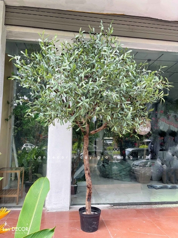 Cây Oliu Giả Trang Trí- Cây Olive Giả Lá Bạc Trang Trí Tiểu Cảnh Văn Phòng- CC1422