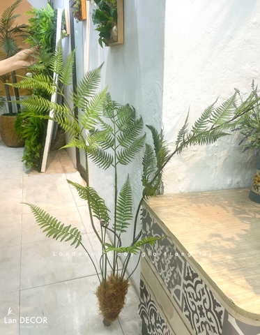 Dương Xỉ Tiểu Cảnh- Dương Xỉ Culi Trang Trí Bồn Rêu Tiểu Cảnh (130cm)- CC1391