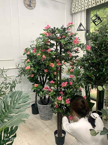 Cây hoa Đỗ Quyên cây cảnh trang trí 165 cm - LC2450