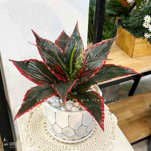 Cây Giả Decor- Cây Lá Lan Giả Để Bàn Trang Trí (40cm)- CC1471