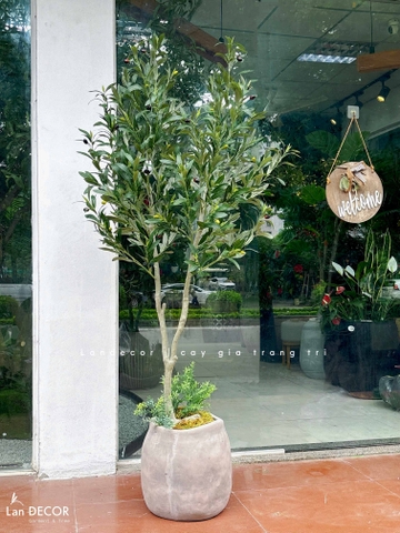 Cây Olive Giả- Cây Oliu Giả Decor Cửa Hiệu Đẹp Tự Nhiên (150cm)- CC1367