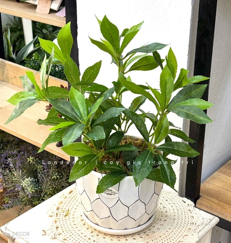 Cây Giả Để Bàn - Cây Kim Ngân Lượng Giả Trang Trí Để Bàn Thu Hút (45cm) - CC1501