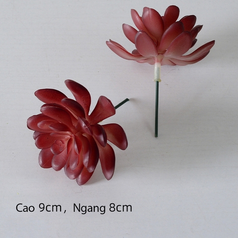 Cành sen  đá decor Trang trí nhà cửa, chậu cây  -   Sen đá 19