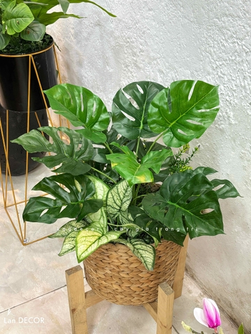 Giỏ Cây Trang Trí - Giỏ Cây Lá Rùa Trang Trí Không Gian (60cm)- CC1350