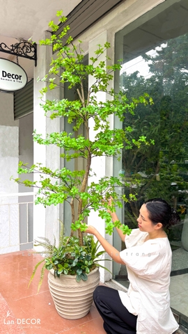 Cây Giả- Cây Thạch Nam Giả Thiết Kế Dáng Phân Tầng Độc Đáo, Decor Không Gian Hiện Đại (230cm)- CC1361