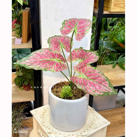 Cây Giả Decor - Chậu Lá Khoai Hồng Giả Trang Trí Kệ Tạo Điểm Nhấn (50cm)- CC1482