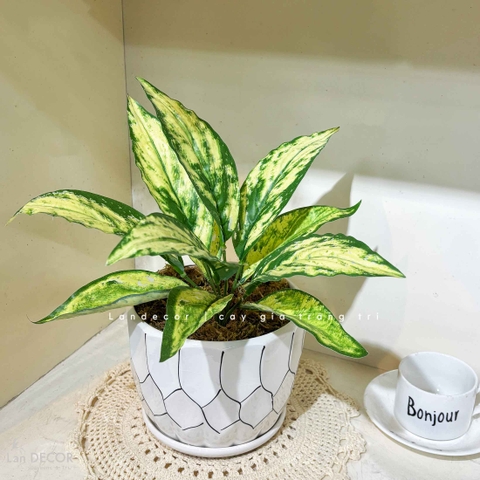 Cây Giả Decor- Chậu Cây Lá Đốm Giả Để Bàn Decor Tự Nhiên (30cm)- CC1477