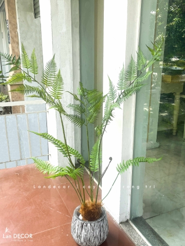 Dương Xỉ Tiểu Cảnh- Dương Xỉ Culi Trang Trí Bồn Rêu Tiểu Cảnh (130cm)- CC1391