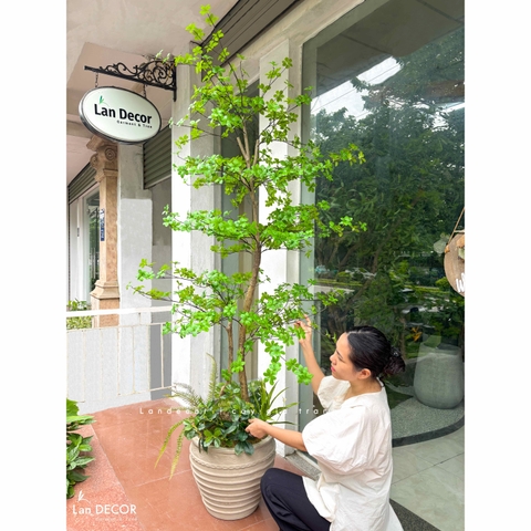 Cây Giả- Cây Thạch Nam Giả Thiết Kế Dáng Phân Tầng Độc Đáo, Decor Không Gian Hiện Đại (230cm)- CC1361