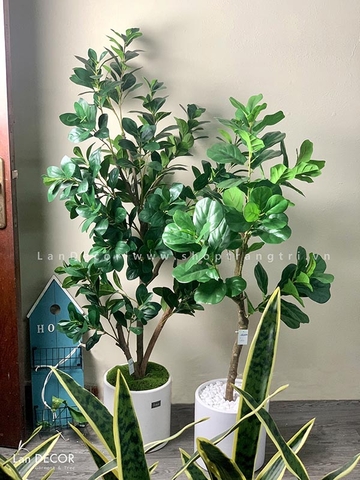 CHẬU CÂY CHANH TRANG TRÍ PHONG CÁCH HIỆN ĐẠI (140cm) - CC136