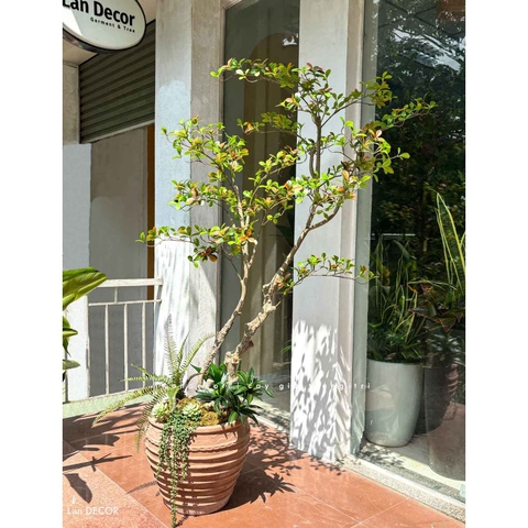 Cây Giả Decor- Chậu Cây Bàng Nhật Giả Độc Đáo Trang Trí Tiểu Cảnh Xanh- CC1497