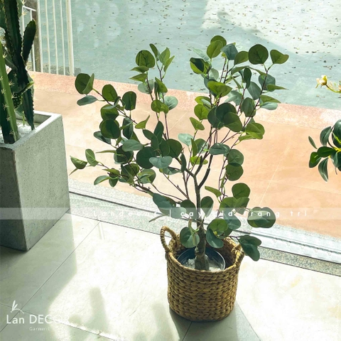 Cây bạch đàn lá tròn phong cách Bắc âu LanDecor (85cm) - LC3049