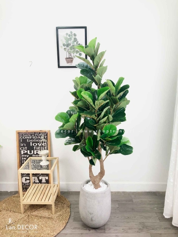 Cây Bàng Singapore Trang Trí Không Gian Hiện Đại (145cm)- CC992