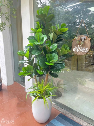 Cây Bàng Singapore Giả Trang Trí Bền Đẹp (180cm)- CC1001
