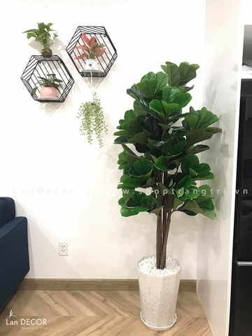 Cây Bàng Singapore phong cách hiện đại Lan Decor (152cm) - LC2813