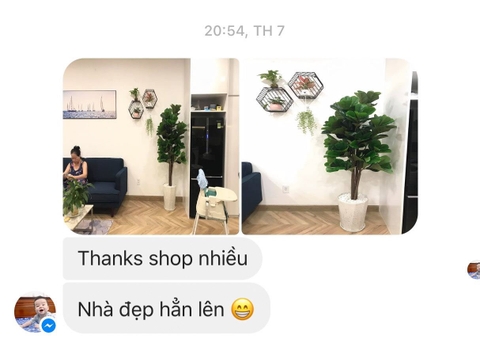 Cây Bàng Singapore phong cách hiện đại Lan Decor (152cm) - LC2813