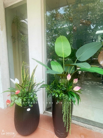 Cây Giả - Chậu Cây Chuối Rẻ Quạt Trang Trí Không Gian Phong Cách Hiện Đại (150cm)- CC1344