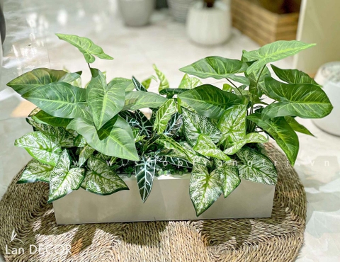 BỒN CÂY LÁ MÔN TRANG TRÍ TIỂU CẢNH LAN DECOR - BC105