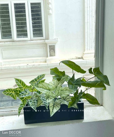 Bồn lá môn xanh trang trí không gian tươi mát (40x12x45cm)- CC967