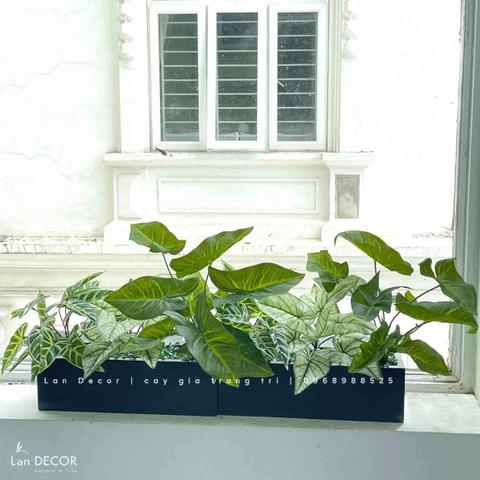 Bồn lá môn xanh trang trí không gian tươi mát (40x12x45cm)- CC967