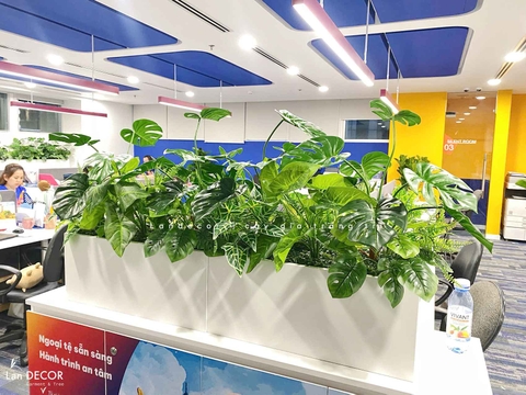 Tiểu Cảnh Văn phòng- Bồn Cành Lá Monstera Thiết Kế Lan Decor, Kiến Tạo Không Gian Xanh Tươi Mới (56x26x20cm)- BC209-SG