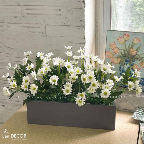 Bồn cúc mắt ngọc trang trí phòng khách- CC910