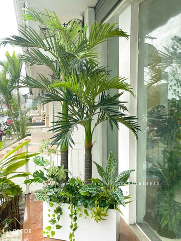 Bồn Cây Dừa Trang Trí Tiểu Cảnh (80x30x200cm)- CC1032-1