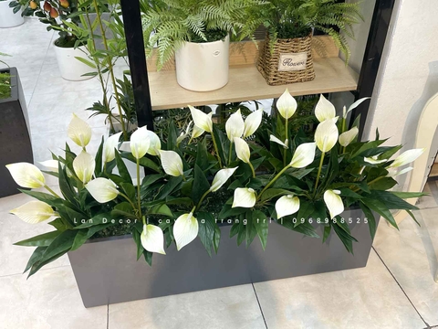 Bồn Hoa Lan Ý Decor Không Gian (100x30x25cm)- CC1031-1
