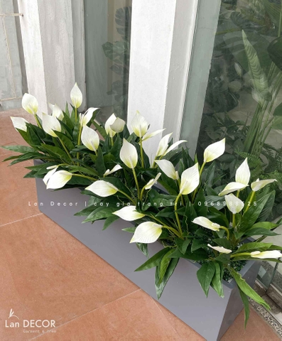 Bồn Hoa Lan Ý Decor Không Gian (100x30x25cm)- CC1031-1