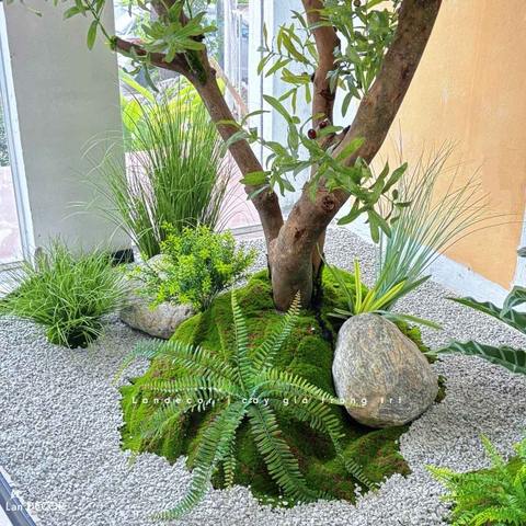 Tiểu Cảnh Cây Giả- Thiết Kế Tiểu Cảnh Cây OLive Giả Trang Trí Không Gian Rộng Ấn Tượng (280X145X285CM) - RC119