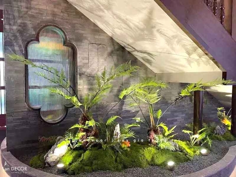 Dương Xỉ Tiểu Cảnh- Dương Xỉ Culi Thiết Kế Tiểu Cảnh, Decor Không Gian Độc Đáo, Ấn Tượng