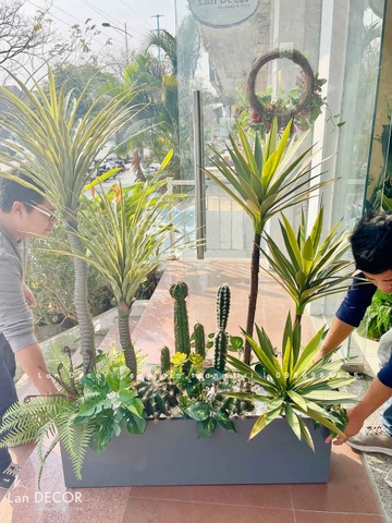 Bồn Cây Tiểu Cảnh- Bồn Xương Rồng Phong Cách Sa Mạc Ấn Tượng - BC147