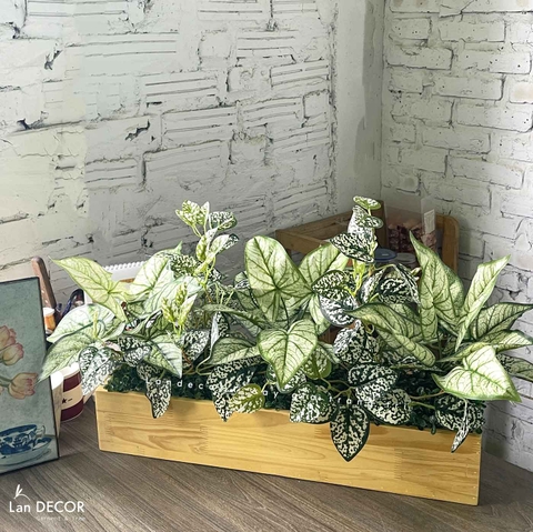 Bồn Cây Tiểu Cảnh- Bồn Cây Giả Thiết Kế Không Gian Xanh (85X40X44CM)- BC181