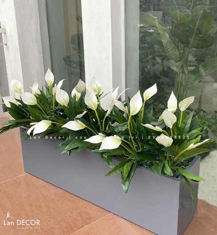 Bồn Hoa Lan Ý Decor Không Gian (100x30x25cm)- CC1031-1