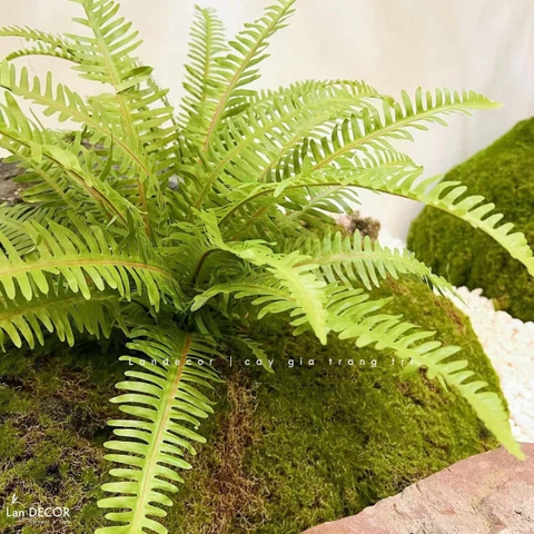 Cành Lá Giả Trang Trí- Cành Dương Xỉ Giả Trang Trí Bồn Rêu Tiểu Cảnh Xanh Tươi (53cm, 7 nhánh)- HC1295