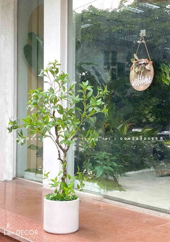 CÂY ASEBI TRANG TRÍ KHÔNG GIAN ĐẸP LẠ (130cm)- CC867