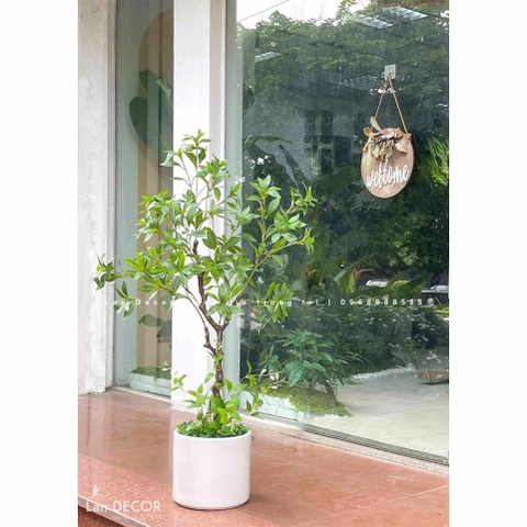 CÂY ASEBI TRANG TRÍ KHÔNG GIAN ĐẸP LẠ (130cm)- CC867