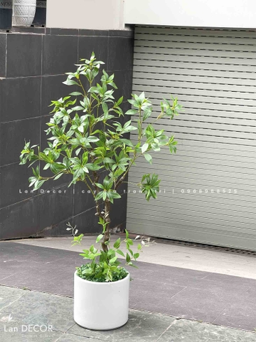 CÂY ASEBI TRANG TRÍ KHÔNG GIAN ĐẸP LẠ (130cm)- CC867
