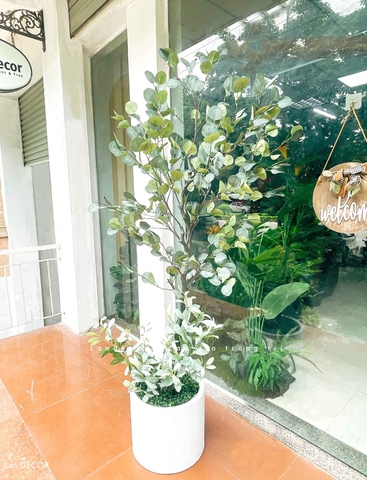 Cây Bạch Đàn Giả- Chậu Cây Bạch Đàn Bắc Âu Trang Trí Đẹp Mắt (185cm)- CC1139