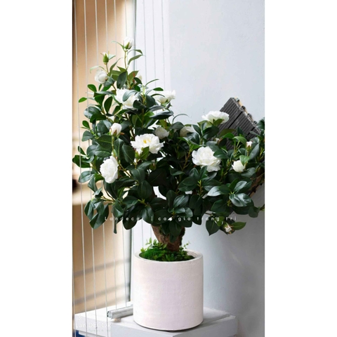Hoa Trà Giả- Cây Trà Trắng Decor Nội Thất Thanh Lịch, Hiện Đại - CC072